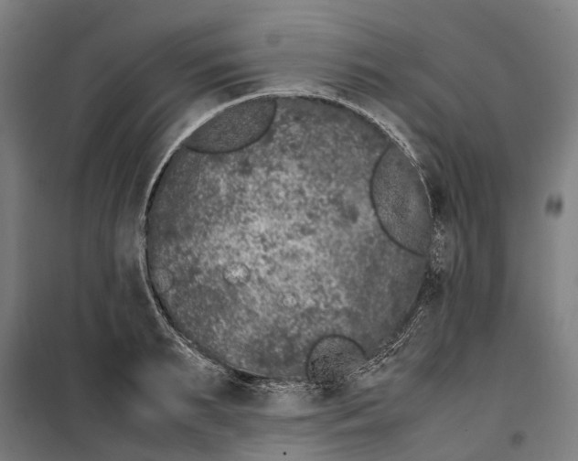 X0000099550895200806061514