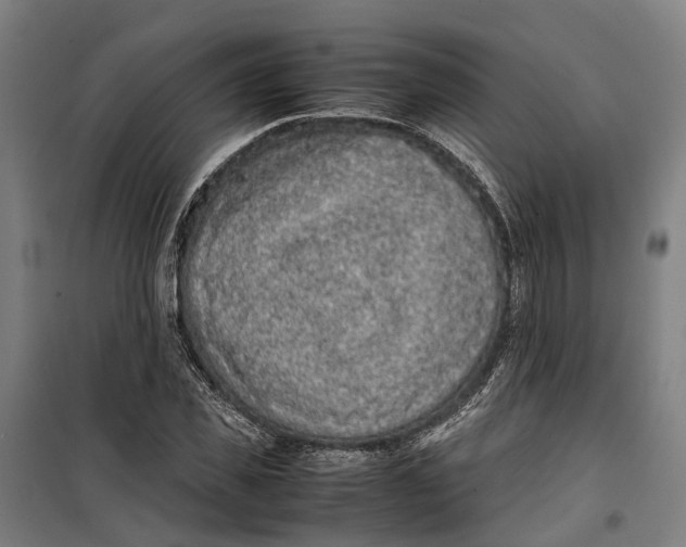 X0000099550925200806061513