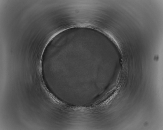 X0000099550932200806061513