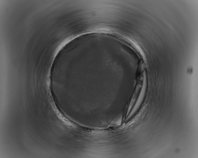 X0000099550944200806061513