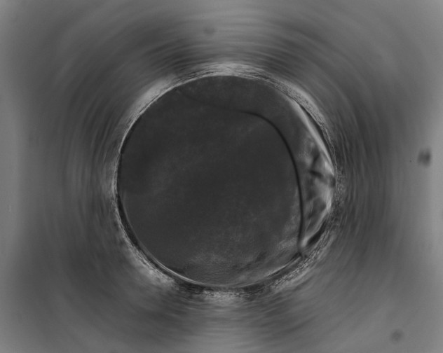 X0000099550946200806061513