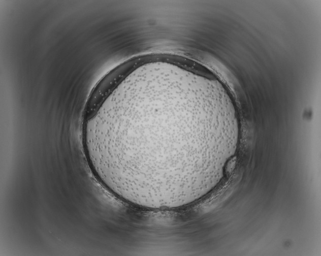 X0000099550952200806061513