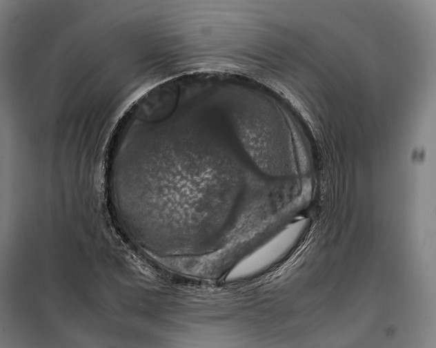 X0000099550975200806061513