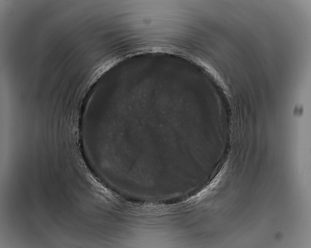 X0000099550977200806061513