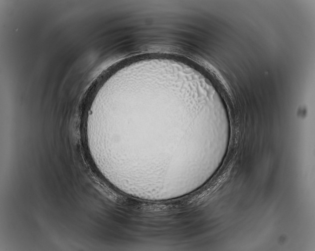 X0000099551019200806061512