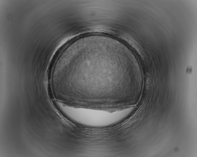 X0000099551024200806061512