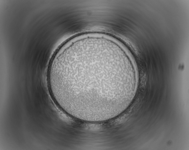 X0000099551086200806061511