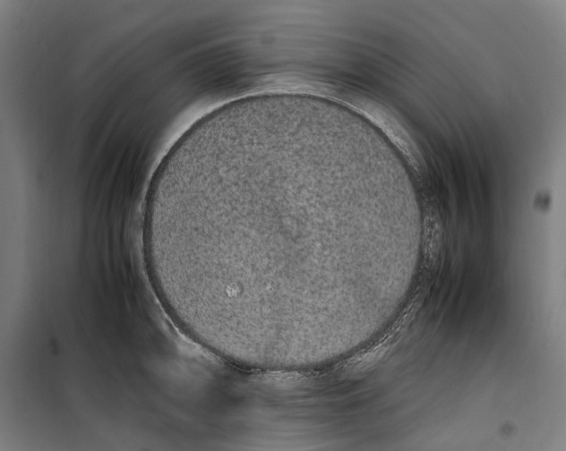 X0000099551094200806061511