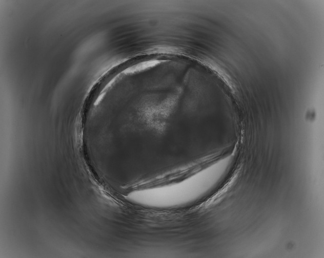 X0000099551117200806061510