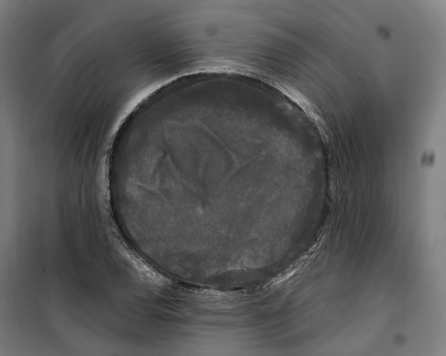 X0000099551120200806061510