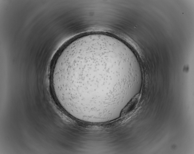 X0000099551124200806061510