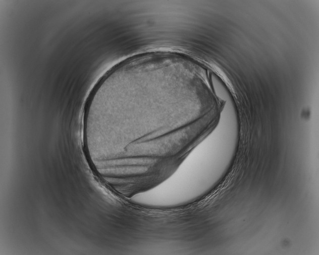 X0000099551132200806061510