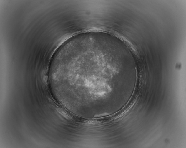 X0000099551170200806061510