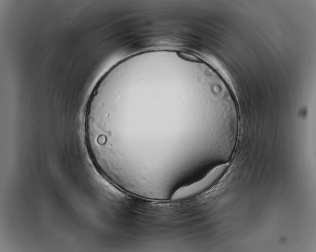 X0000099551243200806061509