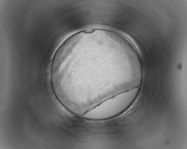 X0000099551244200806061509