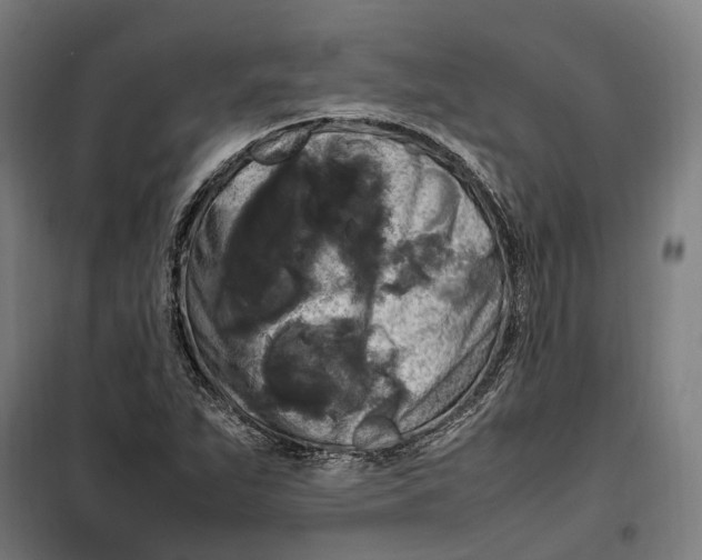 X0000099551263200806061508