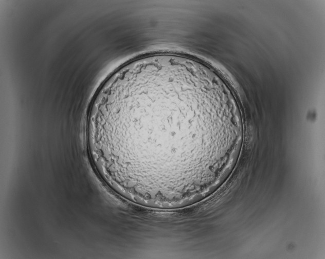 X0000099551295200806061508