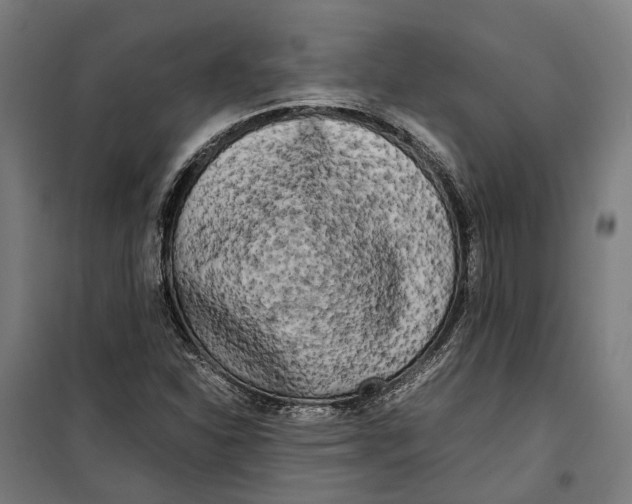 X0000099551310200806061508