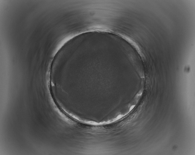 X0000099551383200806061507