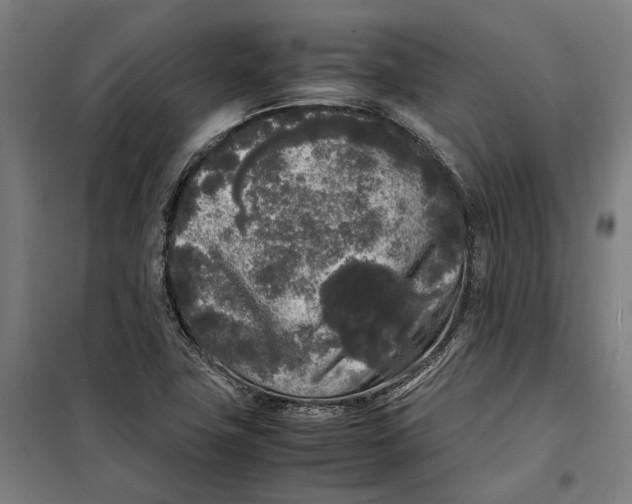 X0000099551411200806061506