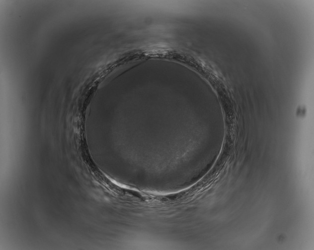 X0000099551445200806061506