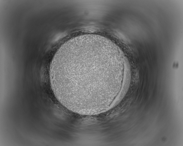 X0000099551446200806061506