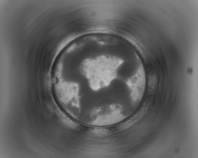 X0000099551466200806061506