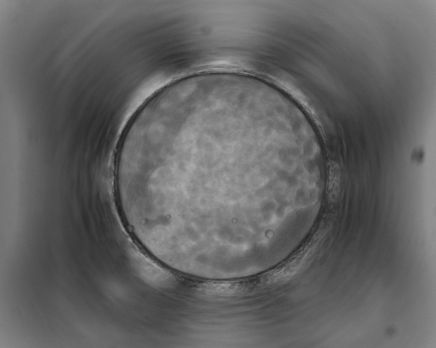 X0000099551474200806061506