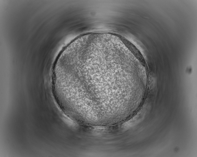 X0000099551477200806061505