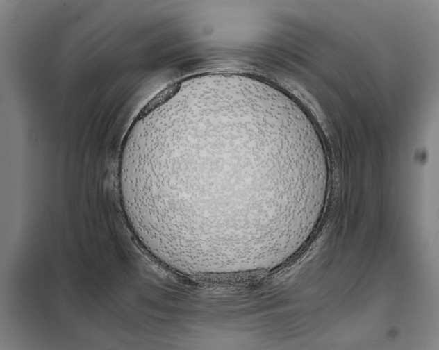 X0000099551481200806061505