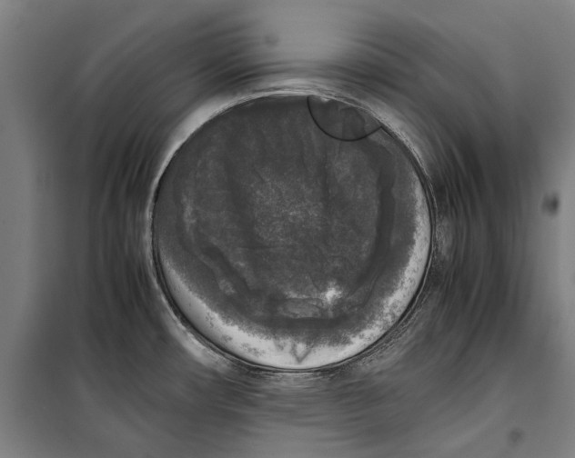 X0000099551482200806061505