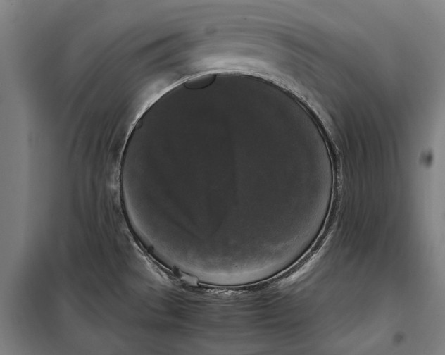 X0000099551529200806061505