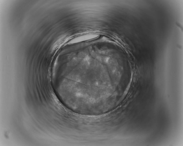 X0000099550002200806131222