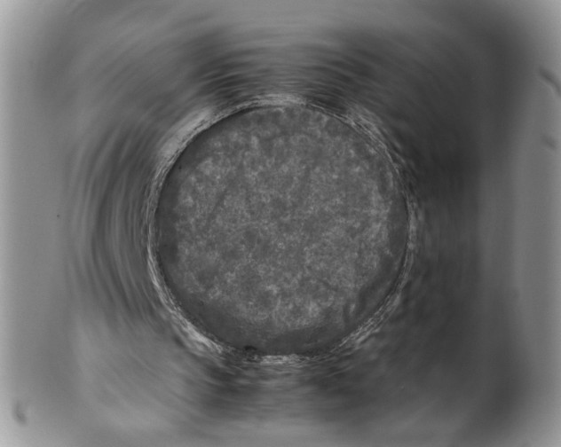 X0000099550145200806131219