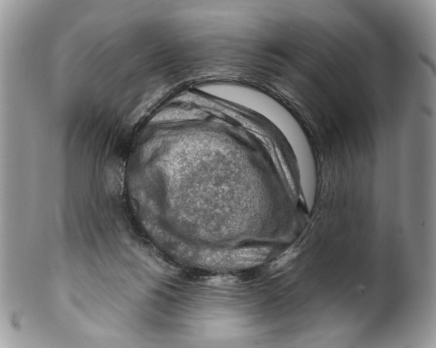 X0000099550168200806131220