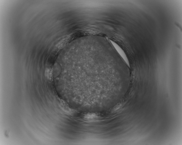 X0000099550177200806131220