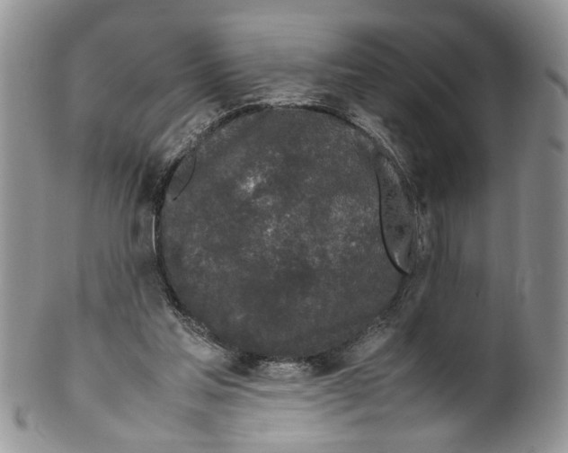 X0000099550205200806131219