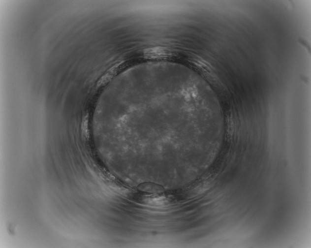 X0000099550267200806131218