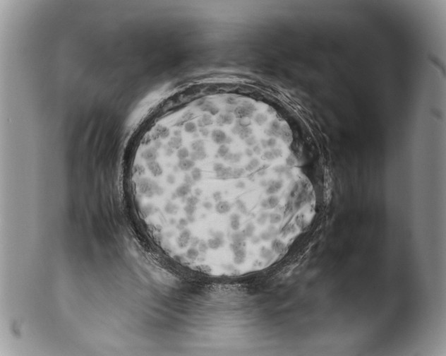 X0000099550296200806131218