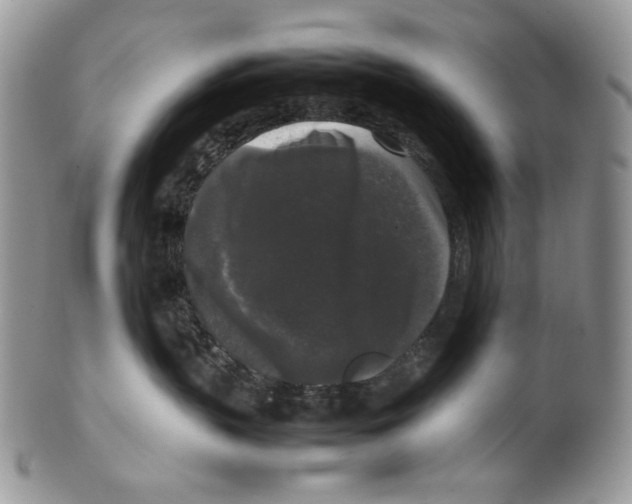 X0000099550383200806131217