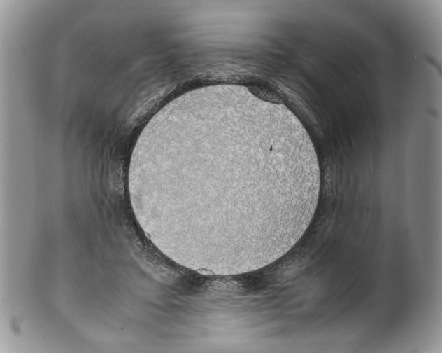 X0000099550403200806131216