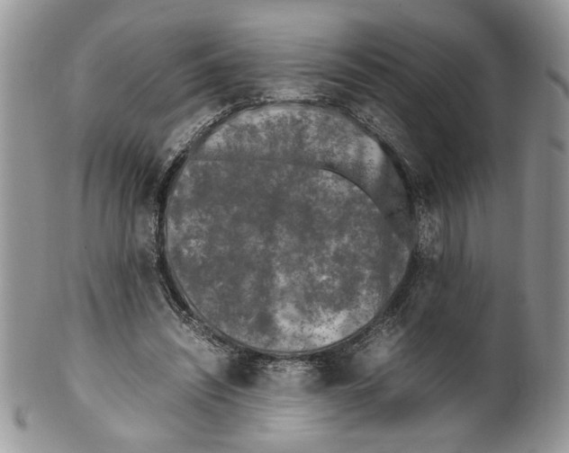 X0000099550444200806131216