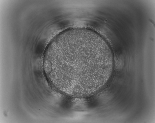 X0000099550487200806131215