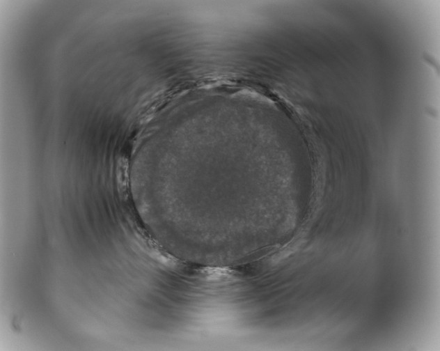 X0000099550528200806131215