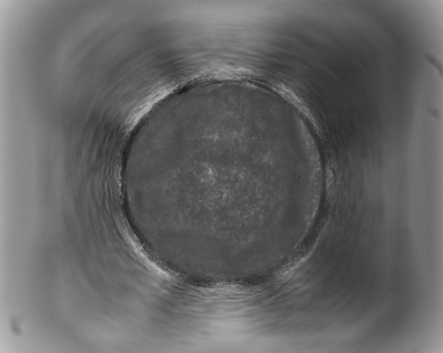 X0000099550581200806131214