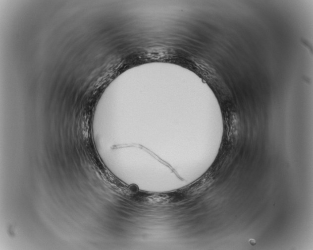 X0000099550606200806131214