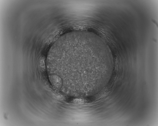 X0000099550699200806131212