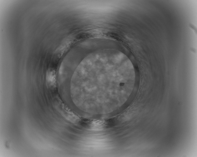 X0000099550720200806131212