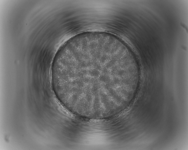 X0000099550840200806131210