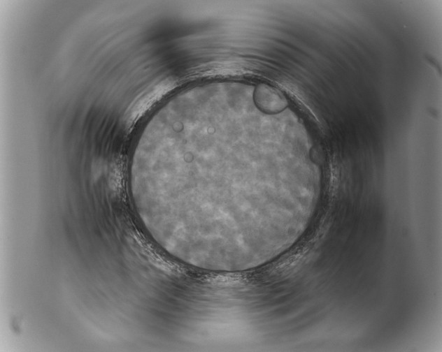 X0000099550874200806131210